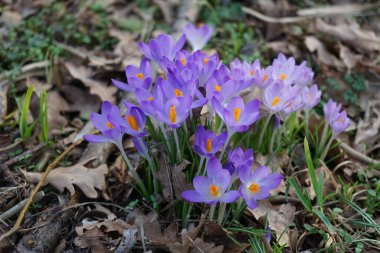 Şubat ayında Wuhlesee Gölü kıyısında mor timsahlar. Crocus (