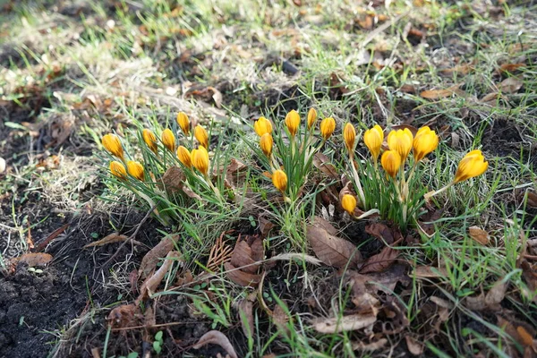 Pergaminos Amarillos Césped Febrero Crocus Género Plantas Con Flores Perteneciente — Foto de Stock
