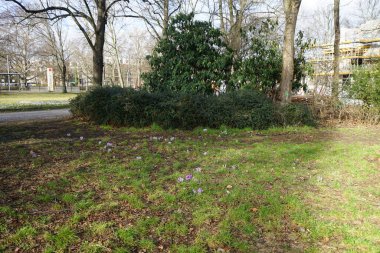 Şubat ayında çimlerin üzerinde mor timsahlar. Crocus (