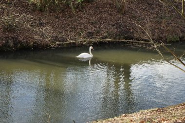 Şubat ayında Wuhle Nehri 'nde güzel beyaz dilsiz bir kuğu yüzer. Dilsiz kuğu (