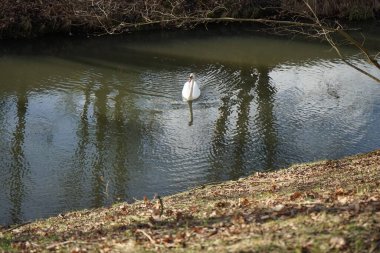 Şubat ayında Wuhle Nehri 'nde güzel beyaz dilsiz bir kuğu yüzer. Dilsiz kuğu (