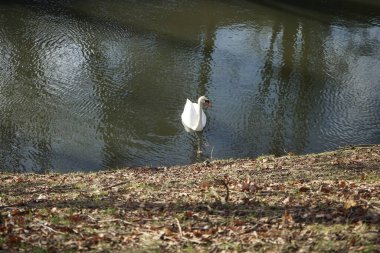 Şubat ayında Wuhle Nehri 'nde güzel beyaz dilsiz bir kuğu yüzer. Dilsiz kuğu (