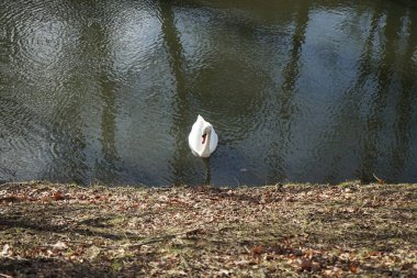 Şubat ayında Wuhle Nehri 'nde güzel beyaz dilsiz bir kuğu yüzer. Dilsiz kuğu (