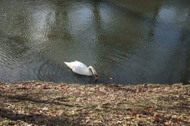 Şubat ayında Wuhle Nehri 'nde güzel beyaz dilsiz bir kuğu yüzer. Dilsiz kuğu (