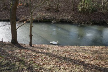 Şubat ayında Wuhle Nehri 'nde güzel beyaz dilsiz bir kuğu yüzer. Dilsiz kuğu (