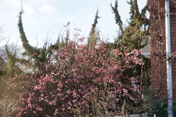 Viburnum Bodnantense Şubat Ayında Bahçede Çiçek Açar Viburnum Bodnantense Bodnant — Stok fotoğraf