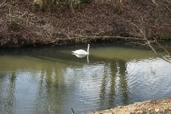 Ein Schöner Weißer Höckerschwan Schwimmt Februar Auf Der Wuhle Der — Stockfoto