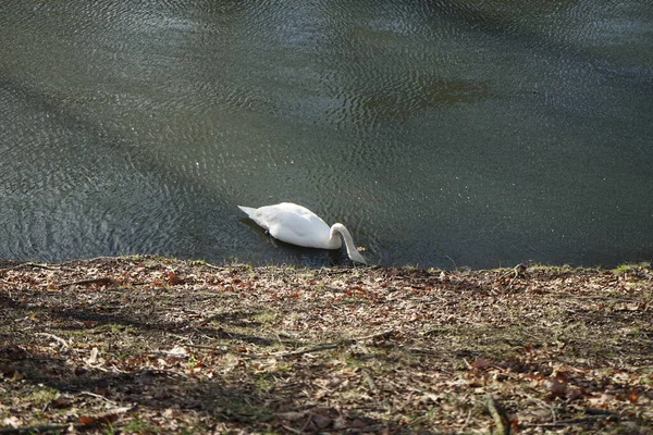 Ein Schöner Weißer Höckerschwan Schwimmt Februar Auf Der Wuhle Der — Stockfoto