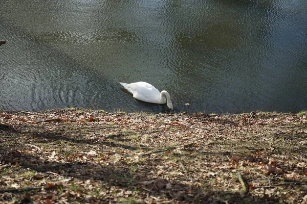 Een Mooie Witte Mute Zwaan Drijft Februari Rivier Wuhle Dwergzwaan — Stockfoto