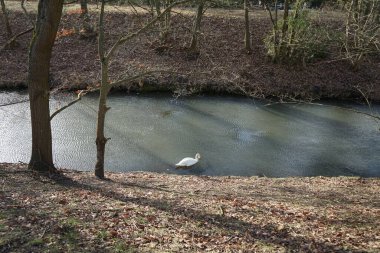 Şubat ayında Wuhle Nehri 'nde güzel beyaz dilsiz bir kuğu yüzer. Dilsiz kuğu (