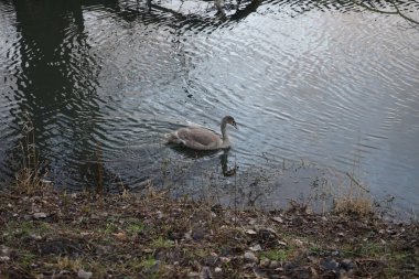Genç dilsiz bir kuğu kışın Wuhle Nehri boyunca yüzer. Dilsiz kuğu (