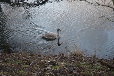 Genç dilsiz bir kuğu kışın Wuhle Nehri boyunca yüzer. Dilsiz kuğu (