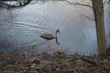 Genç dilsiz bir kuğu kışın Wuhle Nehri boyunca yüzer. Dilsiz kuğu (