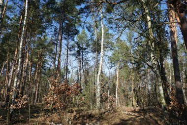 Güneşli bir şubat gününde güzel bir orman manzarası. Rüzgarla savrulan ağaçlar, dallar ve yapraklarla kaplı kış ormanı. Berlin, Almanya 