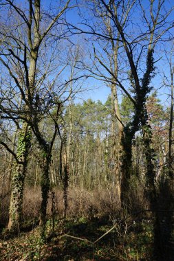 Güneşli bir şubat gününde güzel bir orman manzarası. Rüzgarla savrulan ağaçlar, dallar ve yapraklarla kaplı kış ormanı. Berlin, Almanya 