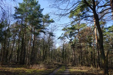Güneşli bir şubat gününde güzel bir orman manzarası. Rüzgarla savrulan ağaçlar, dallar ve yapraklarla kaplı kış ormanı. Berlin, Almanya 