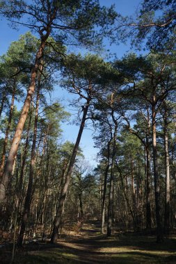 Güneşli bir şubat gününde güzel bir orman manzarası. Rüzgarla savrulan ağaçlar, dallar ve yapraklarla kaplı kış ormanı. Berlin, Almanya 