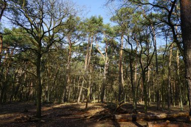 Güneşli bir şubat gününde güzel bir orman manzarası. Rüzgarla savrulan ağaçlar, dallar ve yapraklarla kaplı kış ormanı. Berlin, Almanya 