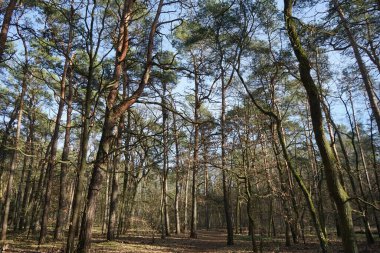 Güneşli bir şubat gününde güzel bir orman manzarası. Rüzgarla savrulan ağaçlar, dallar ve yapraklarla kaplı kış ormanı. Berlin, Almanya 