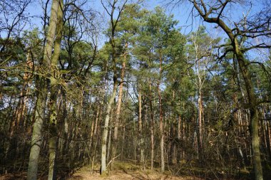 Güneşli bir şubat gününde güzel bir orman manzarası. Rüzgarla savrulan ağaçlar, dallar ve yapraklarla kaplı kış ormanı. Berlin, Almanya 