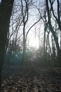 Alçakta uzanan güneş, kış ormanlarındaki ağaçların dallarında parlıyor. Berlin, Almanya 