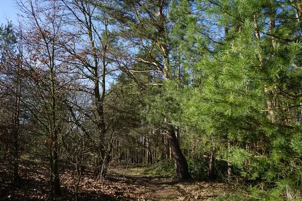 Vackert Skogslandskap Solig Februaridag Vinterskog Med Vindblåsta Träd Grenar Och — Stockfoto