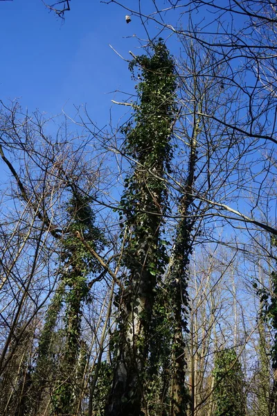 에버그린헤데라 겨울에 의나무들을 둘러싸고 있습니다 Hedera Helix 아과에 속하는 꽃식물의 — 스톡 사진