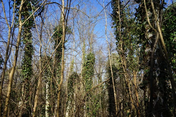 Evergreens Hedera Helix Wikkelt Winter Rond Bomen Het Bos Hedera — Stockfoto