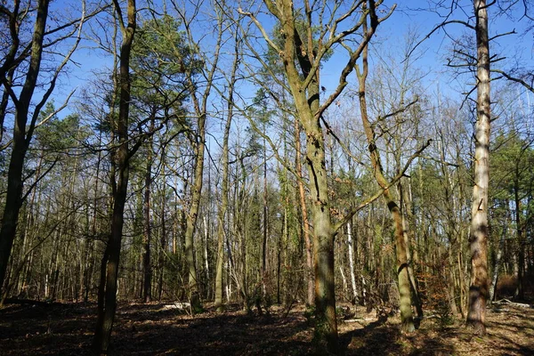 Prachtig Boslandschap Een Zonnige Februari Dag Winterbos Met Door Wind — Stockfoto