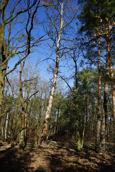 Güneşli bir şubat gününde güzel bir orman manzarası. Rüzgarla savrulan ağaçlar, dallar ve yapraklarla kaplı kış ormanı. Berlin, Almanya 