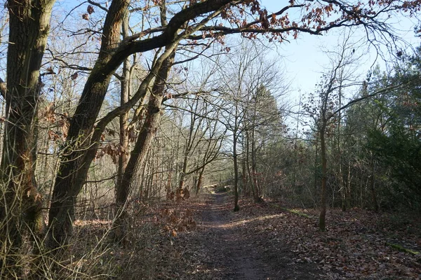 Schöne Waldlandschaft Einem Sonnigen Februartag Winterwald Mit Windgewehten Bäumen Ästen — Stockfoto