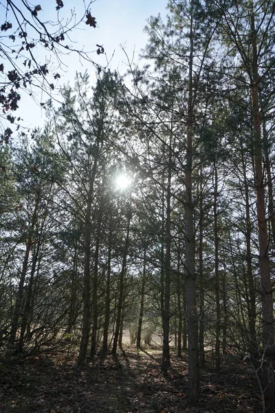 低地の太陽は冬の森の木の枝を通して輝きます ドイツ ベルリン — ストック写真