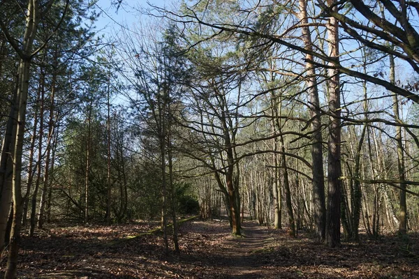Güneşli bir şubat gününde güzel bir orman manzarası. Rüzgarla savrulan ağaçlar, dallar ve yapraklarla kaplı kış ormanı. Berlin, Almanya 
