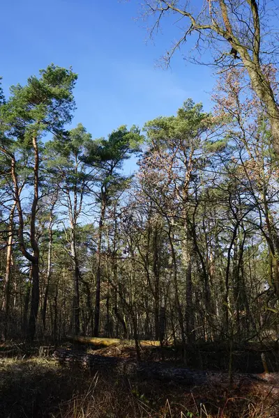 Красивый Лесной Пейзаж Солнечный Февральский День Зимний Лес Ветреными Деревьями — стоковое фото