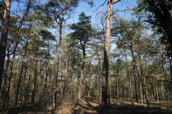 Bela Paisagem Florestal Dia Ensolarado Fevereiro Floresta Inverno Com Árvores — Fotografia de Stock