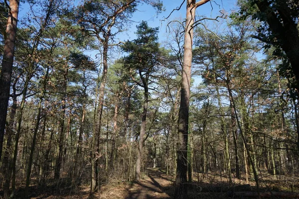 晴れた2月の日に美しい森の風景 風に吹かれた木 秋の葉で冬の森 ドイツ ベルリン — ストック写真