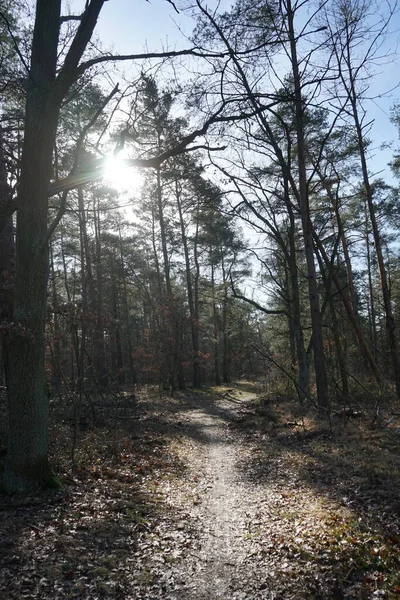 Sole Basso Splende Tra Rami Degli Alberi Nella Foresta Invernale — Foto Stock