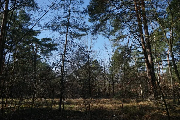 Hermoso Paisaje Forestal Día Soleado Febrero Bosque Invierno Con Árboles — Foto de Stock