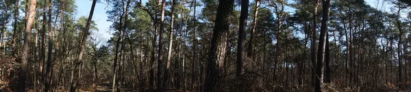 Фотопанорама Красивый Лесной Пейзаж Солнечный Февральский День Зимний Лес Ветреными — стоковое фото