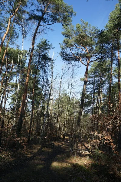 Beautiful Forest Landscape Sunny February Day Winter Forest Wind Blown — Stock Photo, Image