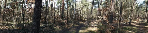 Panorama Fotográfico Bela Paisagem Florestal Dia Ensolarado Fevereiro Floresta Inverno — Fotografia de Stock