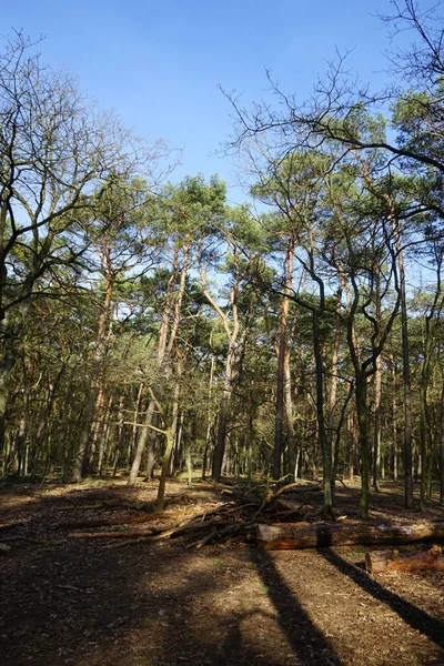 Bela Paisagem Florestal Dia Ensolarado Fevereiro Floresta Inverno Com Árvores — Fotografia de Stock