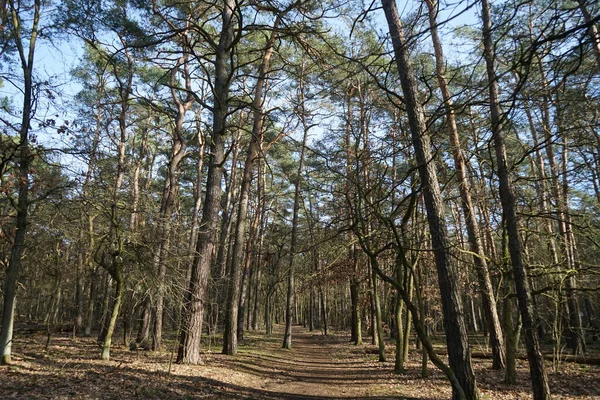 Hermoso Paisaje Forestal Día Soleado Febrero Bosque Invierno Con Árboles —  Fotos de Stock