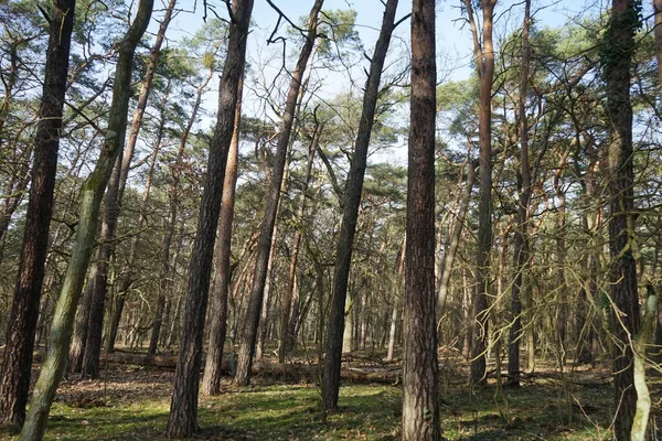 Beau Paysage Forestier Par Une Journée Ensoleillée Février Forêt Hiver — Photo