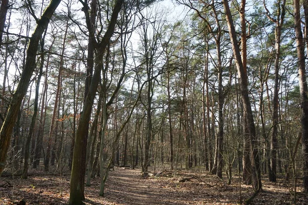 Hermoso Paisaje Forestal Día Soleado Febrero Bosque Invierno Con Árboles —  Fotos de Stock