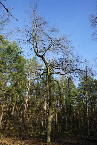 Schöne Waldlandschaft Einem Sonnigen Februartag Winterwald Mit Windgewehten Bäumen Ästen — Stockfoto