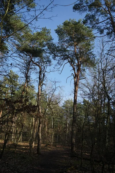 Schöne Waldlandschaft Einem Sonnigen Februartag Winterwald Mit Windgewehten Bäumen Ästen — Stockfoto