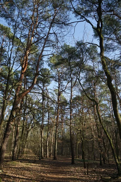 晴れた2月の日に美しい森の風景 風に吹かれた木 秋の葉で冬の森 ドイツ ベルリン — ストック写真