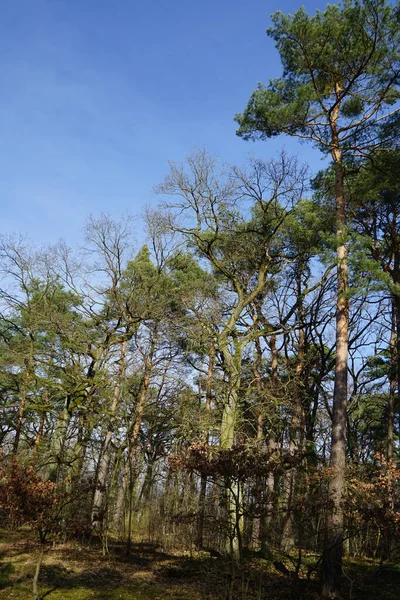 Vackert Skogslandskap Solig Februaridag Vinterskog Med Vindblåsta Träd Grenar Och — Stockfoto