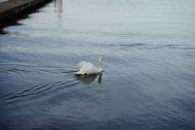 Şubat ayında Grosser Mueggelsee gölünde beyaz dilsiz bir kuğu yüzer. Dilsiz kuğu (
